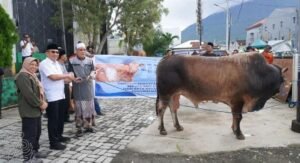 Wali Kota Ternate Serahkan Bantuan Sapi Kurban Presiden RI ke Masjid Al Munawwar
